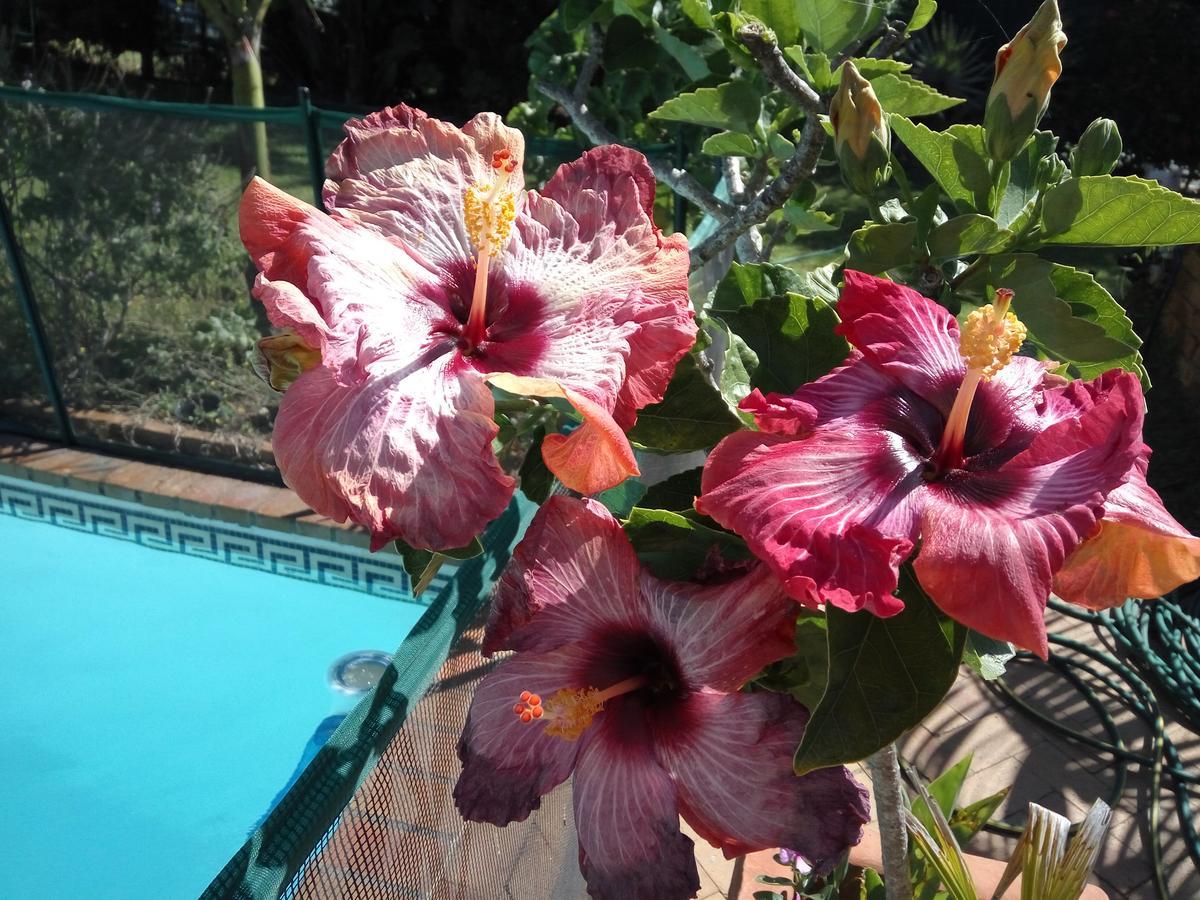 Cape Oasis Guesthouse Bloubergstrand Ngoại thất bức ảnh